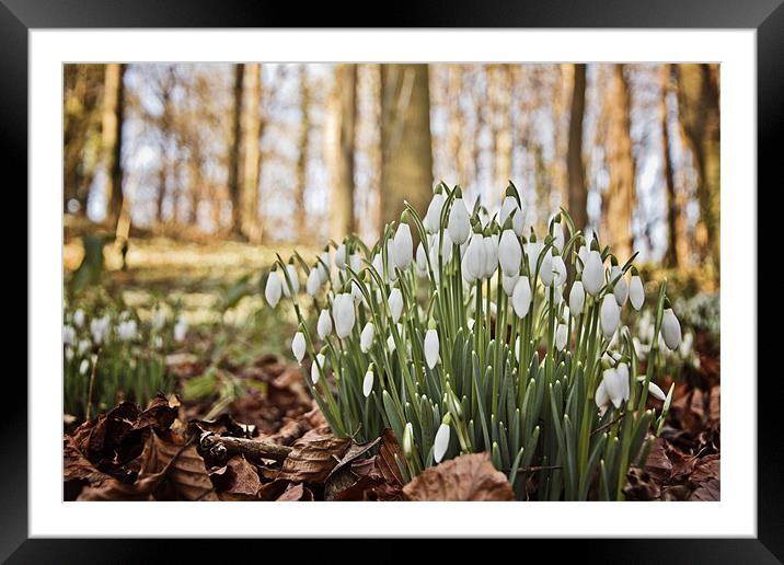 Snowdrops Framed Mounted Print by Paul Macro