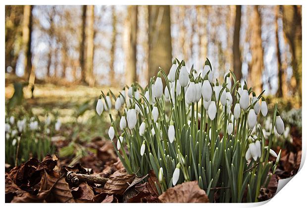 Snowdrops Print by Paul Macro