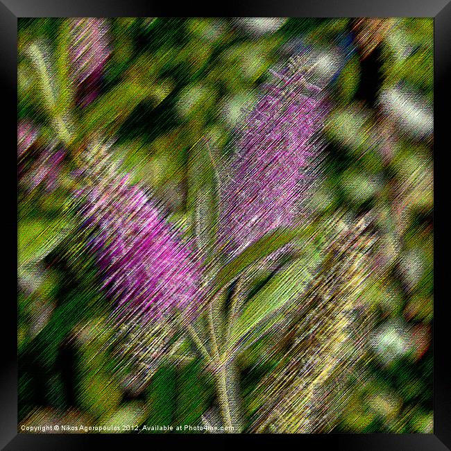 Purple splashes Framed Print by Alfani Photography