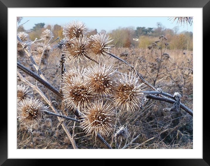 Frost on thistles Framed Mounted Print by simon brown