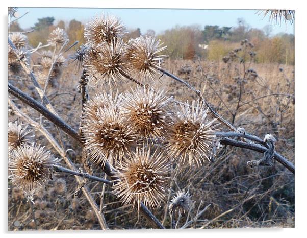Frost on thistles Acrylic by simon brown