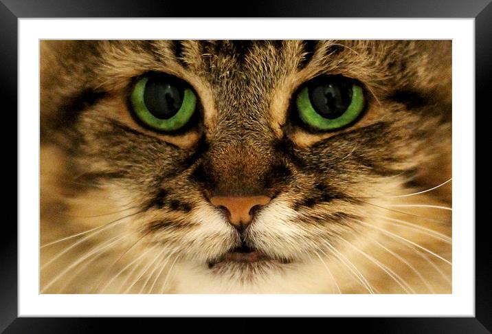 Tabby Green Eyes Cat Framed Mounted Print by Jennie Franklin