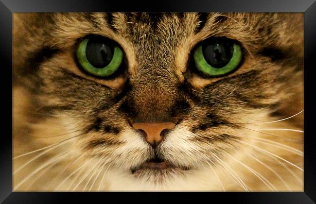 Tabby Green Eyes Cat Framed Print by Jennie Franklin