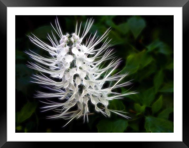 Fractal Floral Framed Mounted Print by Mikaela Fox