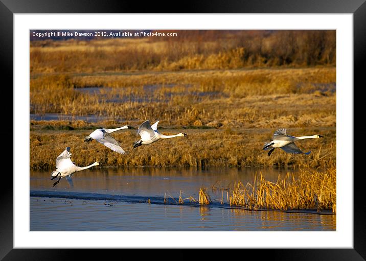 Tundra Swan Ballet Framed Mounted Print by Mike Dawson