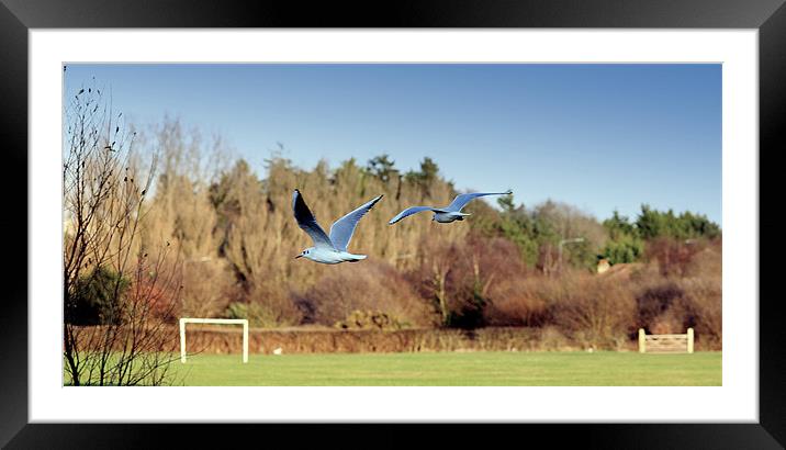 Fly By Framed Mounted Print by Louise Godwin