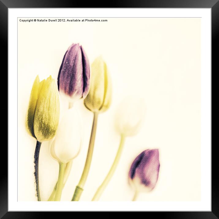 Vintage Tulips Framed Mounted Print by Natalie Durell