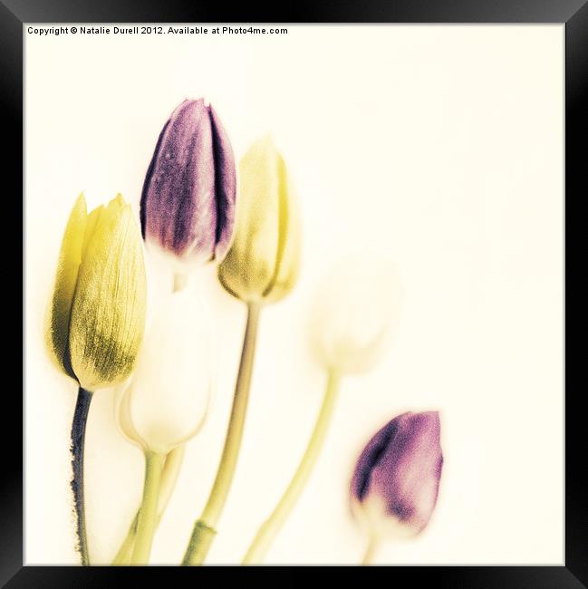 Vintage Tulips Framed Print by Natalie Durell