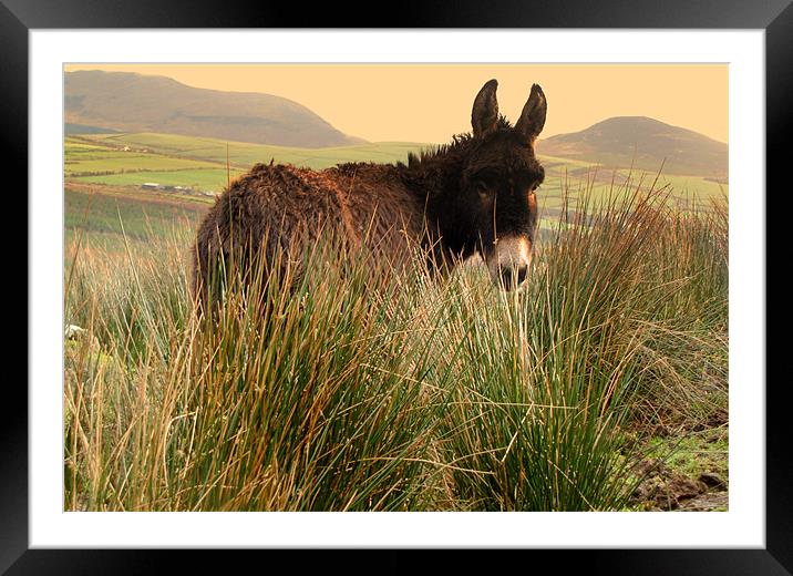 Donkey in the Field Framed Mounted Print by barbara walsh