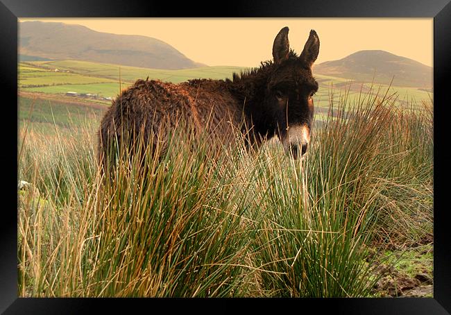 Donkey in the Field Framed Print by barbara walsh