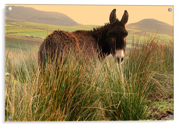 Donkey in the Field Acrylic by barbara walsh
