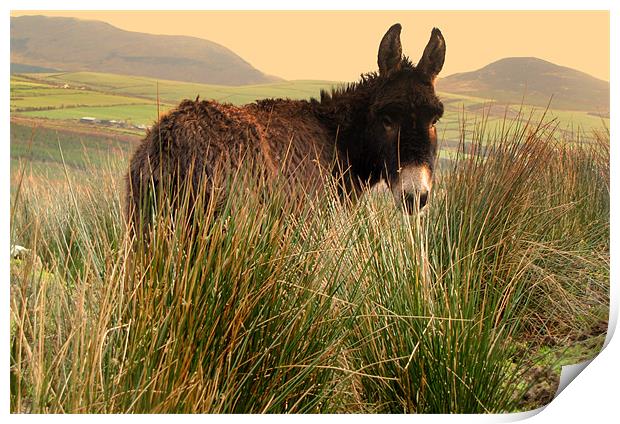 Donkey in the Field Print by barbara walsh