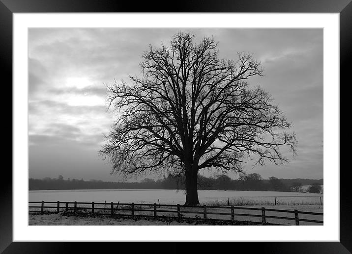 Lonely tree in mid winter Framed Mounted Print by Scott Simpson