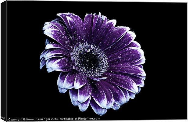 Purple Gerbera Daisy Canvas Print by Fiona Messenger