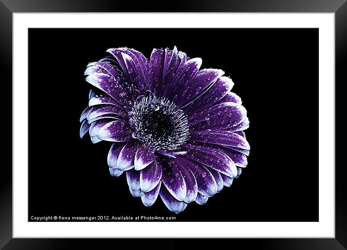 Purple Gerbera Daisy Framed Mounted Print by Fiona Messenger