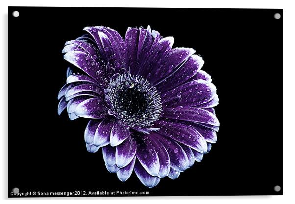 Purple Gerbera Daisy Acrylic by Fiona Messenger