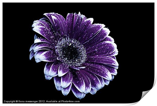 Purple Gerbera Daisy Print by Fiona Messenger