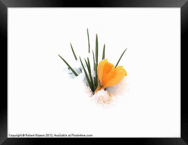 Crocus flower in snow Framed Print by Robert Gipson