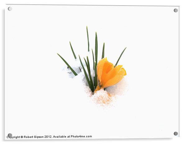 Crocus flower in snow Acrylic by Robert Gipson