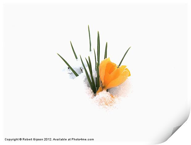 Crocus flower in snow Print by Robert Gipson
