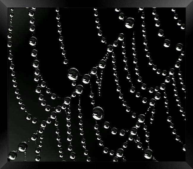 Droplets Framed Print by Mikaela Fox