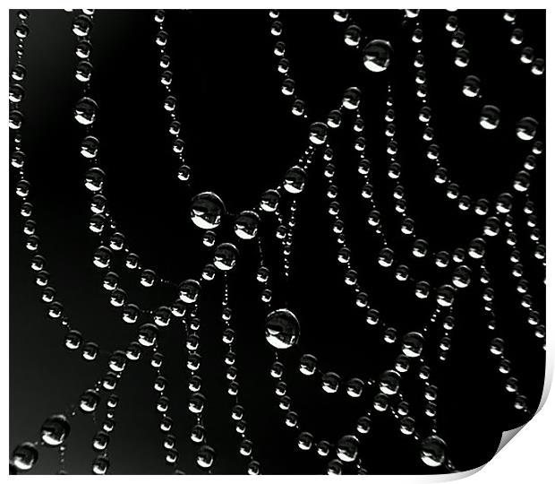 Droplets Print by Mikaela Fox