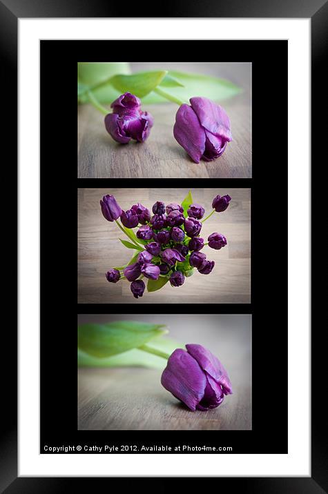 Purple tulips triptych Framed Mounted Print by Cathy Pyle