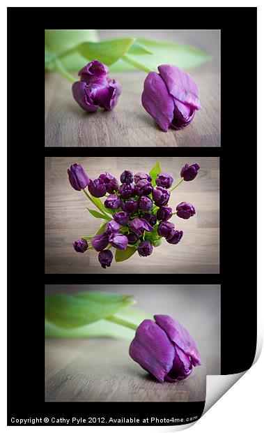 Purple tulips triptych Print by Cathy Pyle