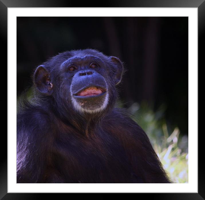 Happy Chimp Framed Mounted Print by Mikaela Fox
