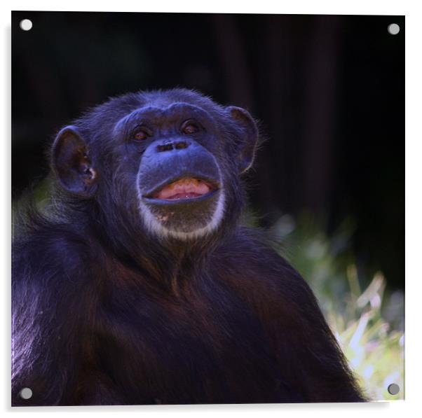 Happy Chimp Acrylic by Mikaela Fox