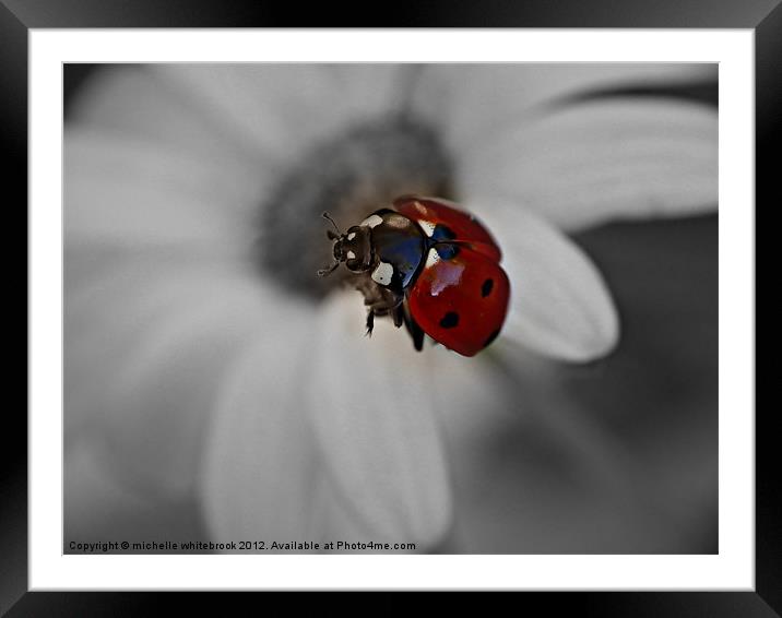 Flying ladybird B/W Framed Mounted Print by michelle whitebrook