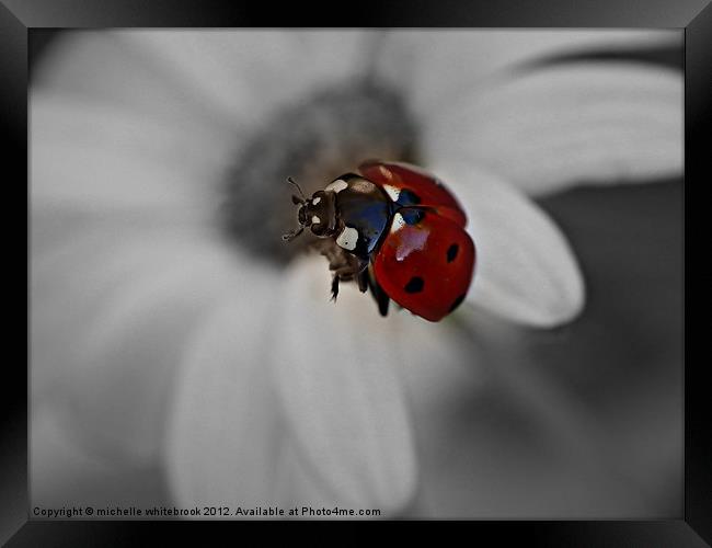 Flying ladybird B/W Framed Print by michelle whitebrook