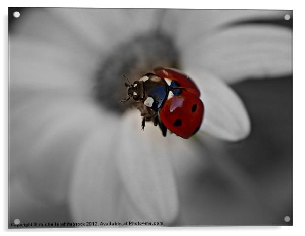 Flying ladybird B/W Acrylic by michelle whitebrook