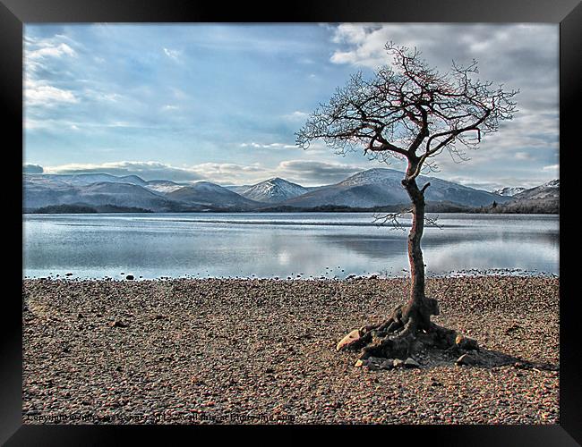 Milarrochy Bay Tree Loch Lomond Framed Print by Fiona Messenger