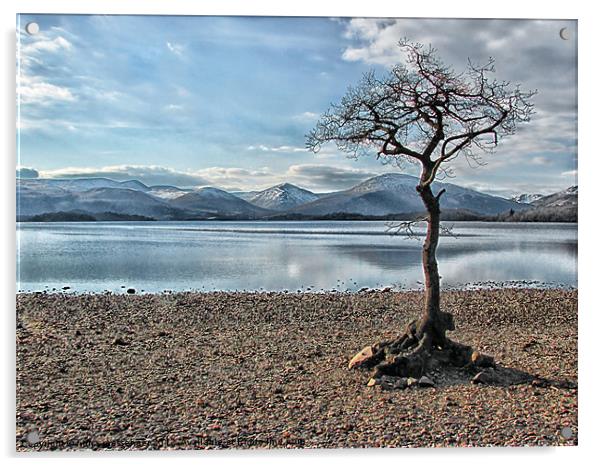 Milarrochy Bay Tree Loch Lomond Acrylic by Fiona Messenger