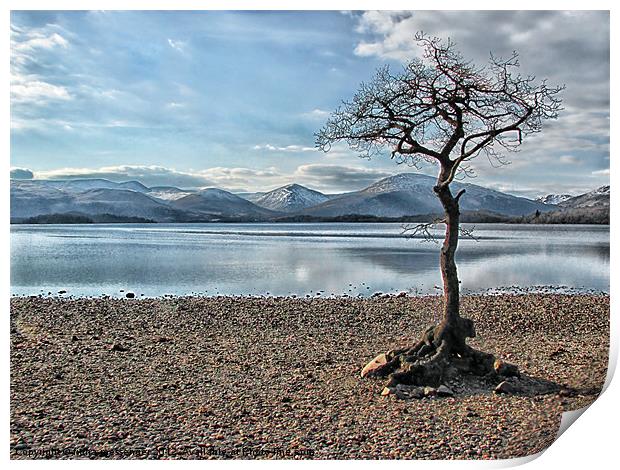 Milarrochy Bay Tree Loch Lomond Print by Fiona Messenger