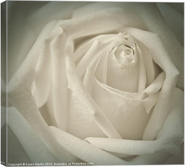 Soft White Rose Canvas Print by Karen Martin