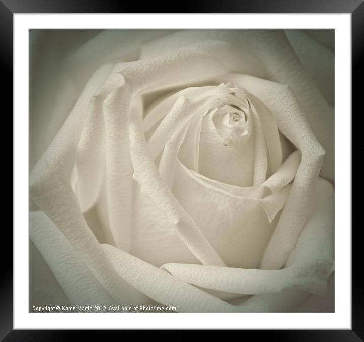 Soft White Rose Framed Mounted Print by Karen Martin