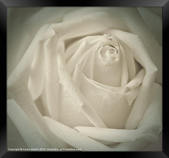 Soft White Rose Framed Print by Karen Martin