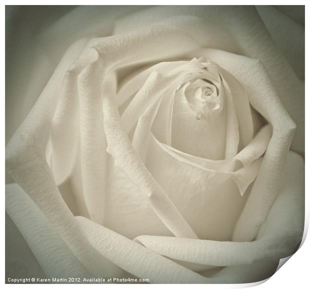 Soft White Rose Print by Karen Martin