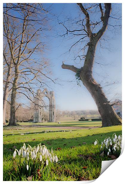 Snow drops in dreamland Print by Stephen Mole