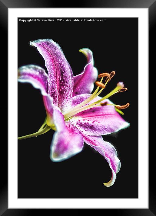 Lilydrops Framed Mounted Print by Natalie Durell