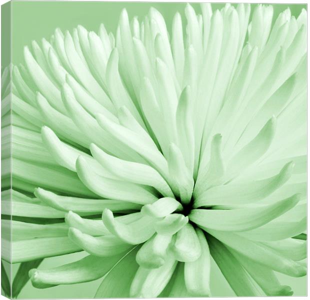 Green Chrysanthemum Canvas Print by Alex Hooker