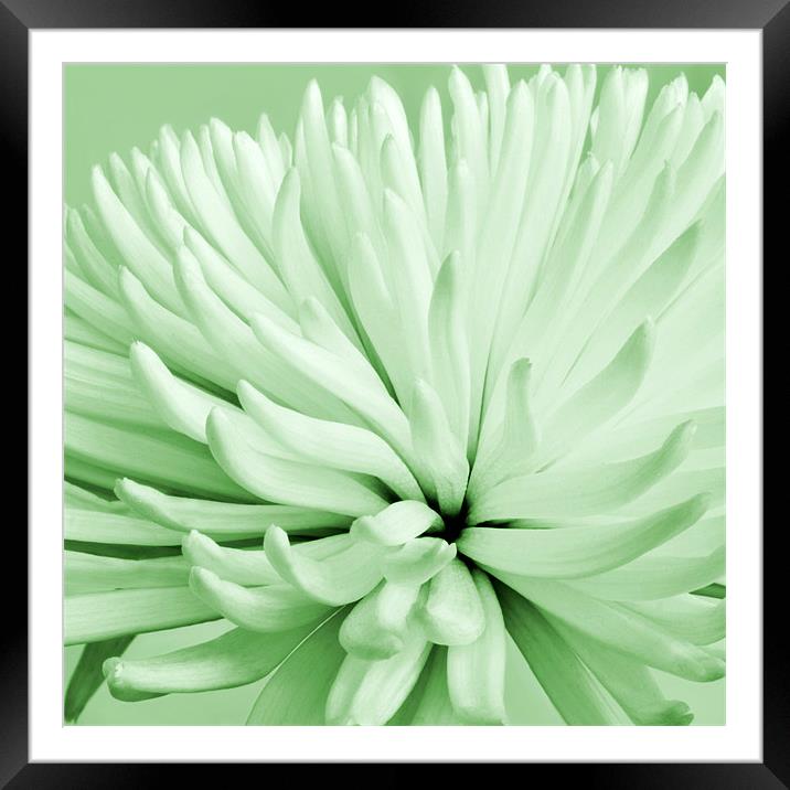 Green Chrysanthemum Framed Mounted Print by Alex Hooker