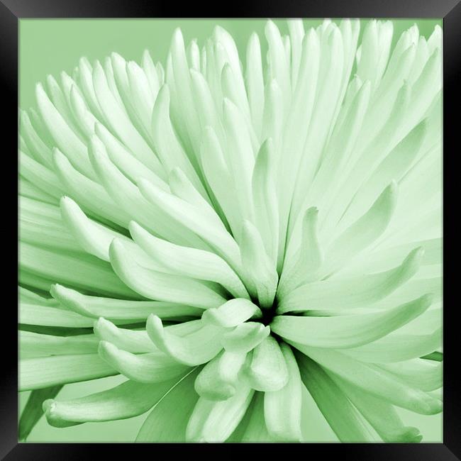 Green Chrysanthemum Framed Print by Alex Hooker