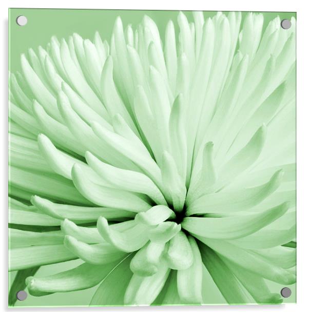 Green Chrysanthemum Acrylic by Alex Hooker