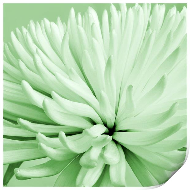 Green Chrysanthemum Print by Alex Hooker