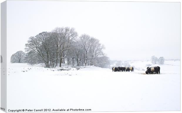 Cattle In A Snowy Field. Canvas Print by Peter Carroll