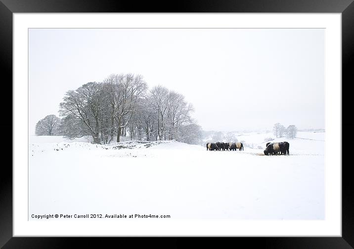 Cattle In A Snowy Field. Framed Mounted Print by Peter Carroll