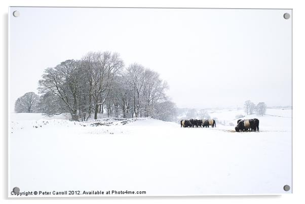 Cattle In A Snowy Field. Acrylic by Peter Carroll